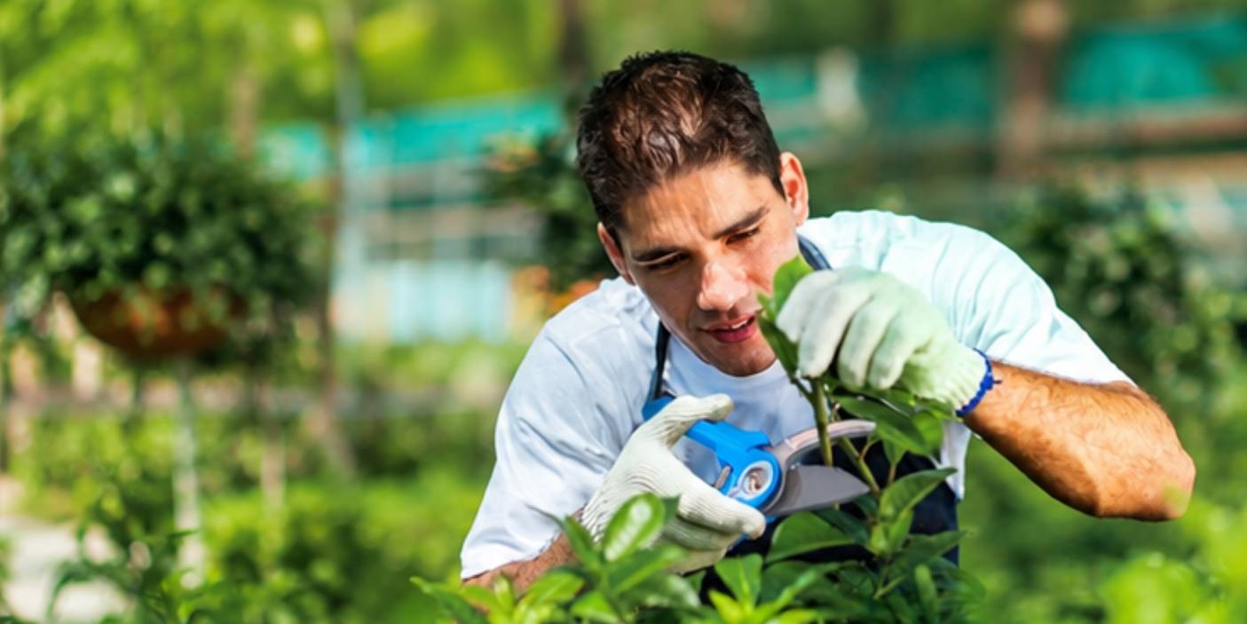 Gärtner bei der Pflanzenpflege mit einer ergonomischen Gartenschere.